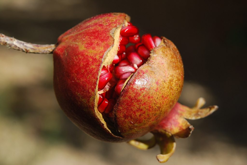 Pomegranate for healthy skin