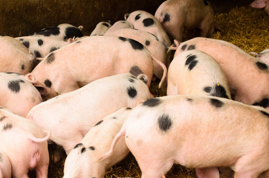 Spotty pigs in the pen