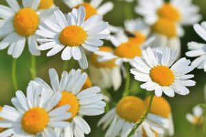 Chamomile flowers