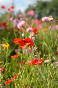 Poppy flower close up