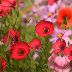 Red flowers close up