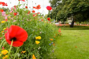 Leaving the wild flowers