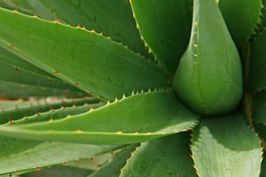 Aloe vera plant