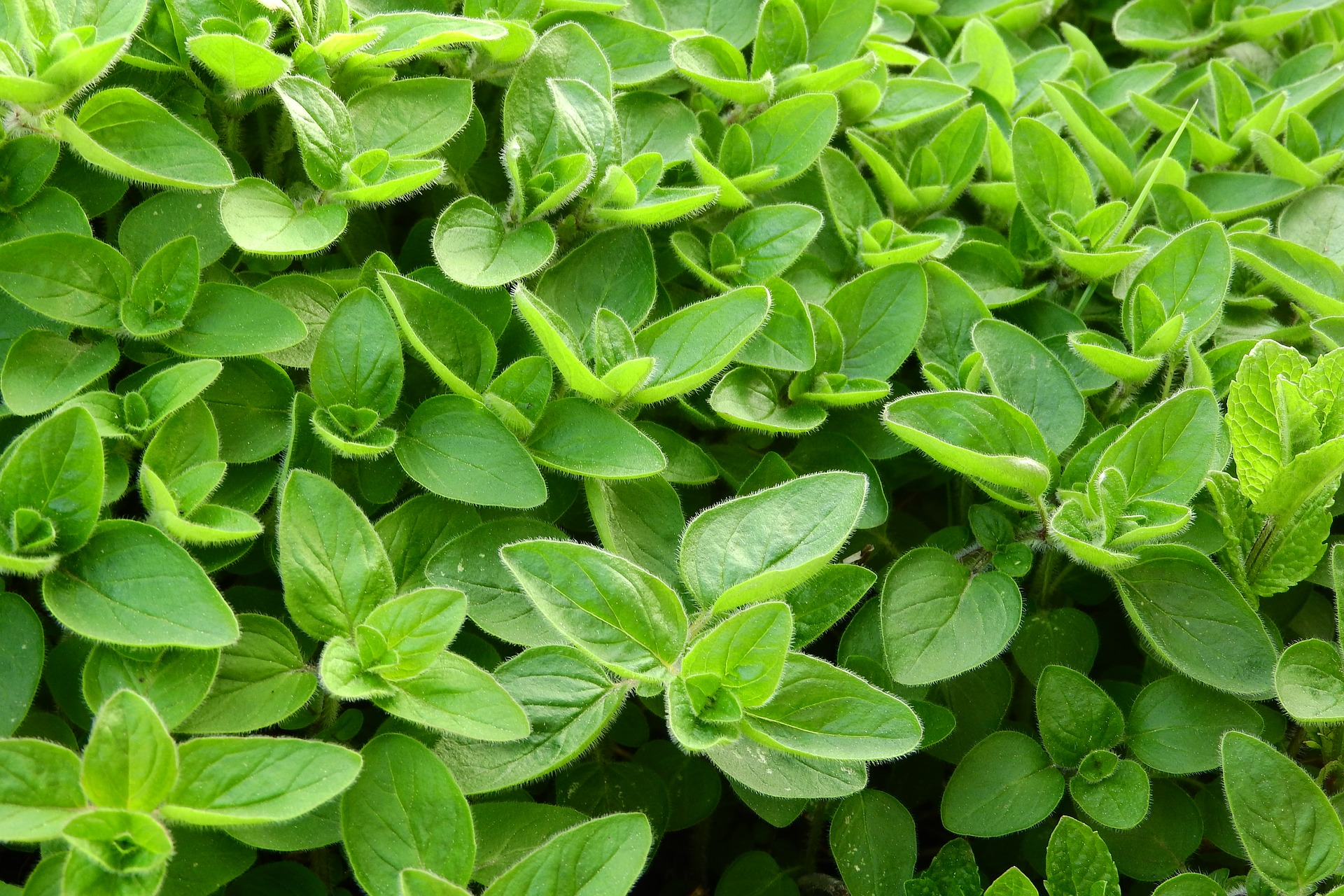 Marjoram is anti-inflammatory and purported to increase milk supply