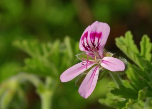 Rose geranium essential oil