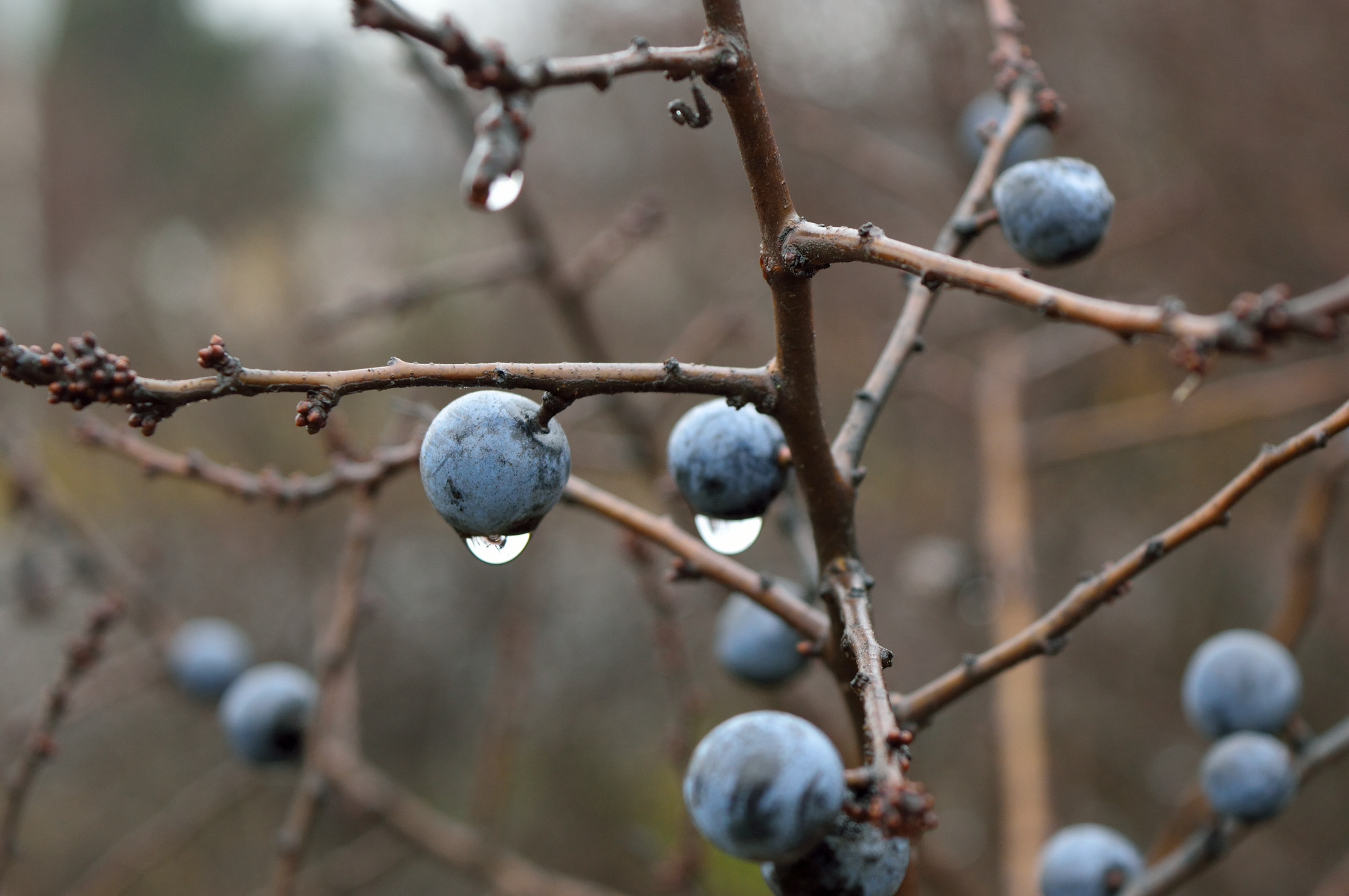 Sloe is used to condition the skin