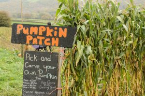 Arriving at the pumpkin patch