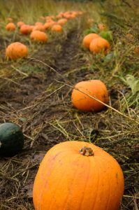 Some of the pumpkins