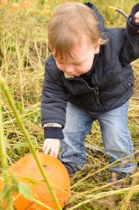 Discovering the pumpkins
