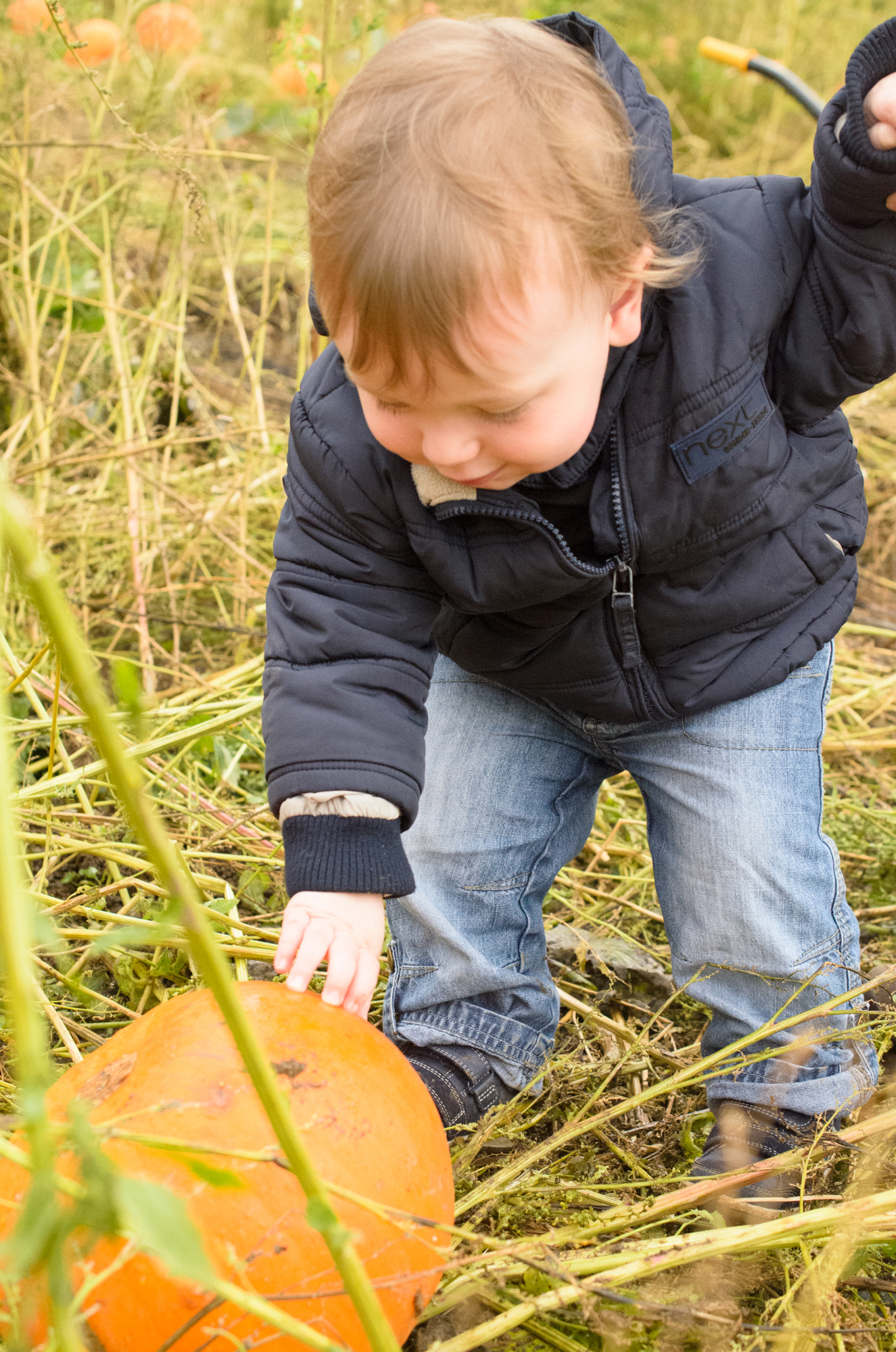 Discovering the pumpkins