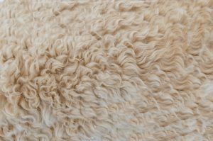 Lanolin is derived from wool