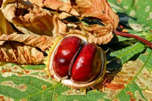 Horse chestnut