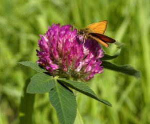Red clover flower