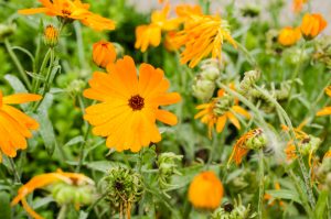 Healing calendula