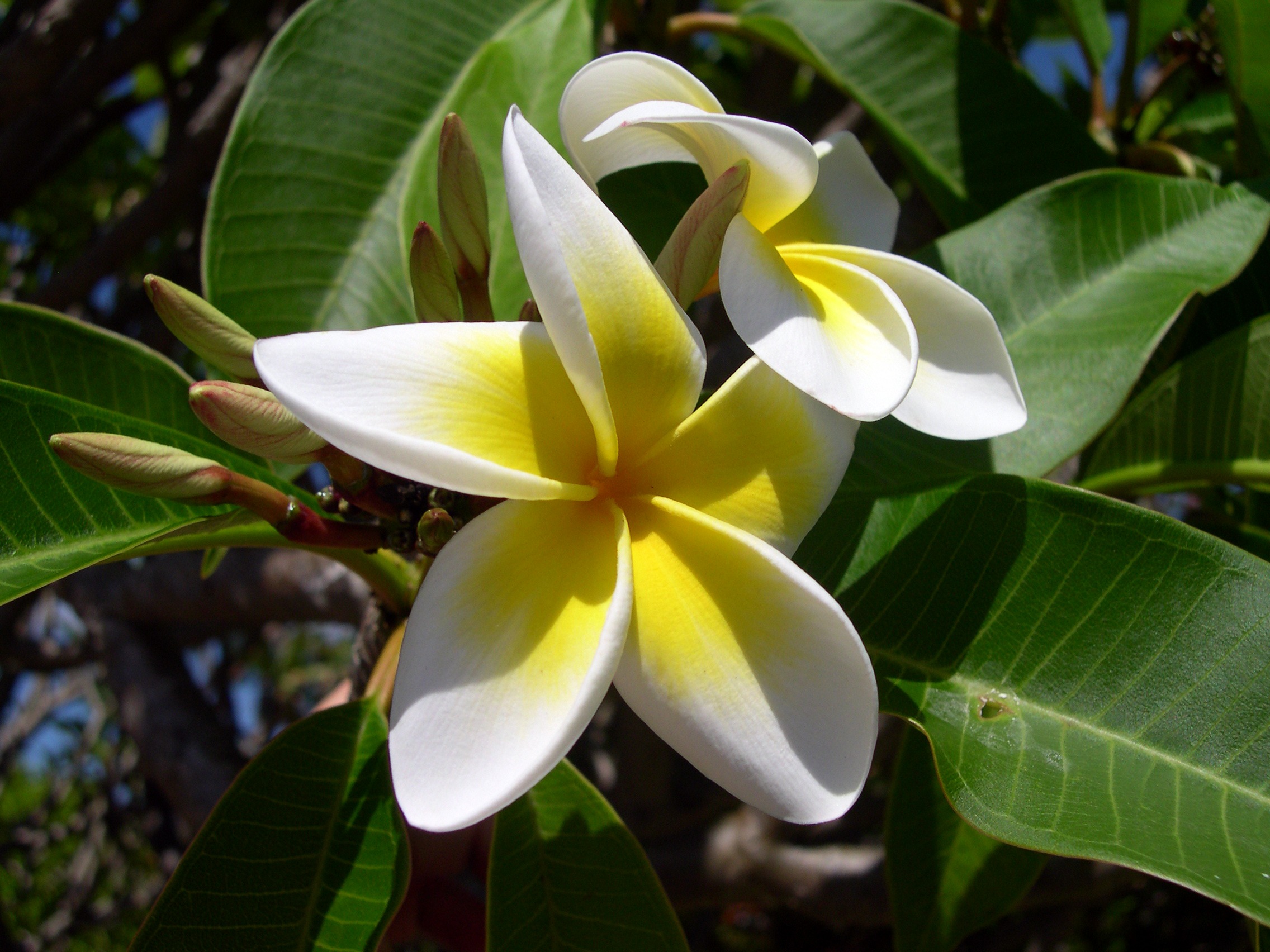 Beautiful frangipani
