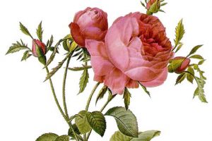Rosa Centifolia