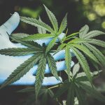 The wellness potential of Delta 10: what you need to know