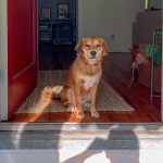 Tips for welcoming a puppy into your family home