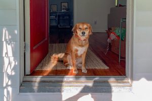 Tips for welcoming a puppy into your family home