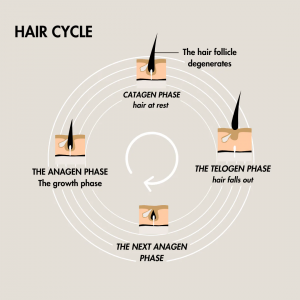 The hair cycle, showing the growing (anagen) phase, the catagen phase (hair at rest) and the telogen phase (hair falls out).