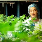 Sustainable Dispensary Farms for Exceptional Cannabis Quality