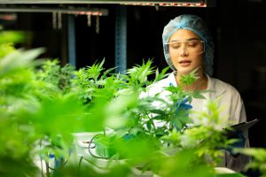 Sustainable Dispensary Farms for Exceptional Cannabis Quality