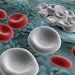 Cytion's Contribution to Life Sciences: Providing Authentic Human and Animal Cells