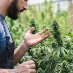 The Power of Cannabinoids in Enhancing Relaxation and Well-Being