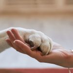 Compassionate Care: Pet-Friendly Rehab for Women During Pregnancy