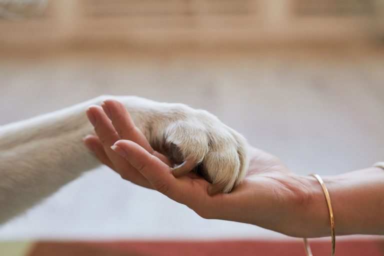 Compassionate Care: Pet-Friendly Rehab for Women During Pregnancy Compassionate Care: Pet-Friendly Rehab for Women During Pregnancy