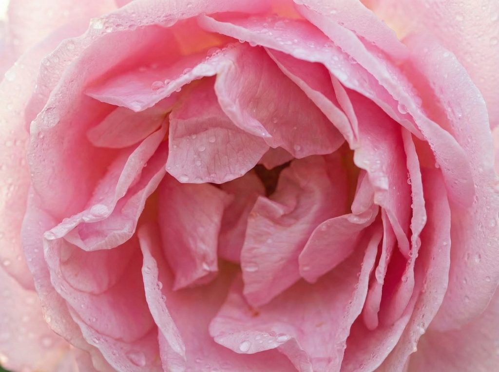 Closeup of rose
