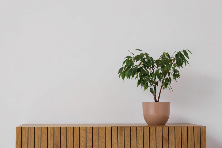 Homeowners: What to Look for in Artificial Olive Tree Products Homeowners: What to Look for in Artificial Olive Tree Products