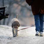 What New Dog Owners Wish They'd Known Before Their First Winter