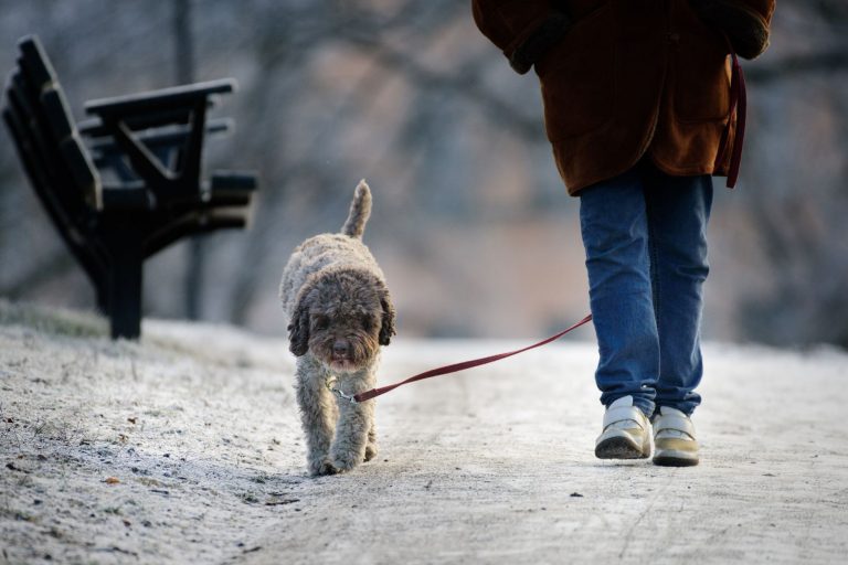 What New Dog Owners Wish They’d Known Before Their First Winter What New Dog Owners Wish They'd Known Before Their First Winter